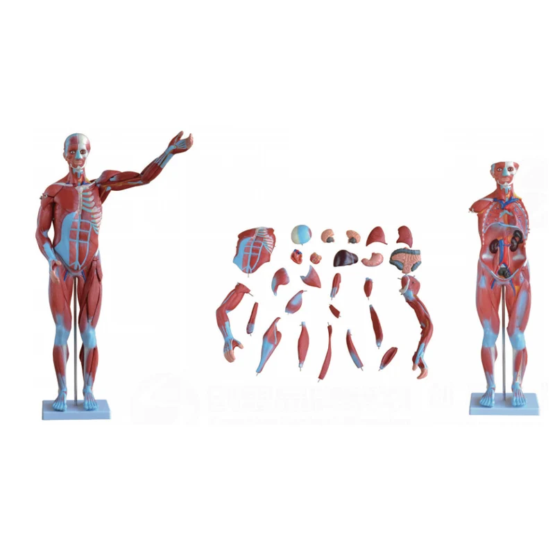 Школьные принадлежности, медицинская обучающая модель человеческих мышц 80 см, 27 деталей